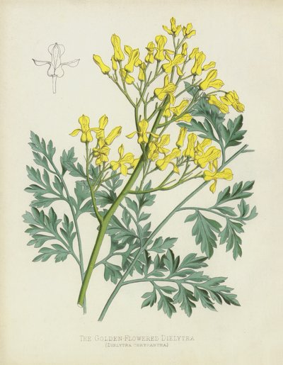 La Dielytra de Flores Doradas, Dielytra Chrysantha de English School